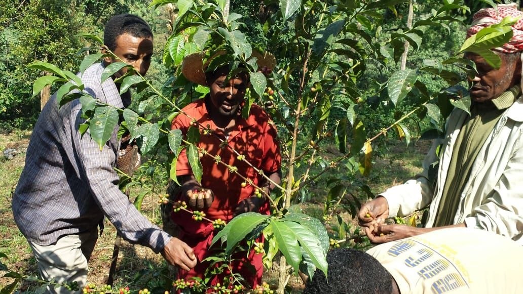 NA FIGA growers and export partners during the highland harvest